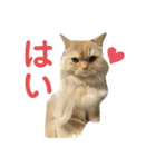 らぶちょこ その2（個別スタンプ：1）