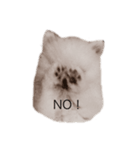 Pomeranianlover（個別スタンプ：1）