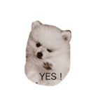 Pomeranianlover（個別スタンプ：2）