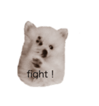 Pomeranianlover（個別スタンプ：5）