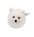 Pomeranianlover（個別スタンプ：6）