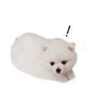 Pomeranianlover（個別スタンプ：8）