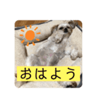 はむもも（個別スタンプ：1）