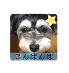 はむもも（個別スタンプ：3）