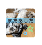 はむもも（個別スタンプ：5）
