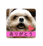 はむもも（個別スタンプ：6）