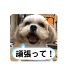 はむもも（個別スタンプ：15）