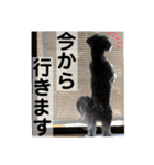 はむもも（個別スタンプ：17）