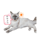 ねこにゃん☆仲良し☆日常会話☆（個別スタンプ：1）