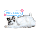 ねこにゃん☆仲良し☆日常会話☆（個別スタンプ：2）