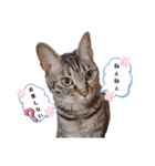 ねこにゃん☆仲良し☆日常会話☆（個別スタンプ：4）