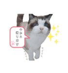 ねこにゃん☆仲良し☆日常会話☆（個別スタンプ：5）