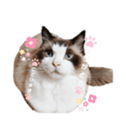 ねこにゃん☆仲良し☆日常会話☆（個別スタンプ：7）