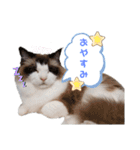 ねこにゃん☆仲良し☆日常会話☆（個別スタンプ：8）
