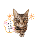 ねこにゃん☆仲良し☆日常会話☆（個別スタンプ：9）
