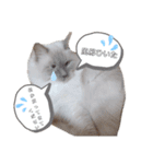 ねこにゃん☆仲良し☆日常会話☆（個別スタンプ：10）