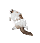 ねこにゃん☆仲良し☆日常会話☆（個別スタンプ：11）