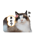 ねこにゃん☆仲良し☆日常会話☆（個別スタンプ：12）
