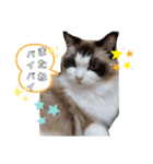 ねこにゃん☆仲良し☆日常会話☆（個別スタンプ：14）