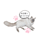 ねこにゃん☆仲良し☆日常会話☆（個別スタンプ：15）