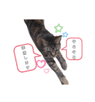 ねこにゃん☆仲良し☆日常会話☆（個別スタンプ：16）