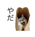 我が猫の感情スタンプ（個別スタンプ：2）