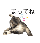 我が猫の感情スタンプ（個別スタンプ：4）