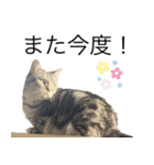 我が猫の感情スタンプ（個別スタンプ：8）