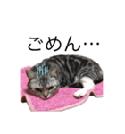 我が猫の感情スタンプ（個別スタンプ：15）
