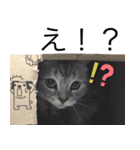 我が猫の感情スタンプ（個別スタンプ：16）