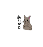 デグーのちっち（個別スタンプ：13）