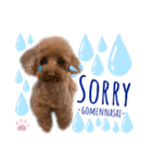 トイプードル(coco)（個別スタンプ：3）
