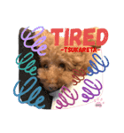 トイプードル(coco)（個別スタンプ：5）