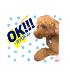 トイプードル(coco)（個別スタンプ：7）