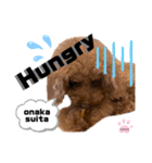 トイプードル(coco)（個別スタンプ：8）