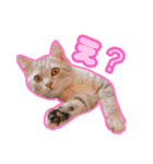 ごまはかせ（個別スタンプ：1）