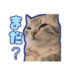 ごまはかせ（個別スタンプ：2）
