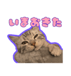 ごまはかせ（個別スタンプ：9）