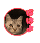 ごまはかせ（個別スタンプ：10）