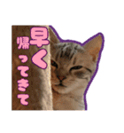 ごまはかせ（個別スタンプ：18）