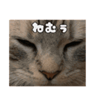 ごまはかせ（個別スタンプ：21）