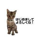 子猫のダンくん（個別スタンプ：1）