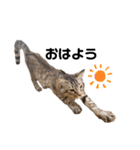 子猫のダンくん（個別スタンプ：2）