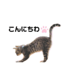 子猫のダンくん（個別スタンプ：3）