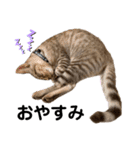 子猫のダンくん（個別スタンプ：4）