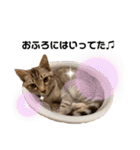 子猫のダンくん（個別スタンプ：9）