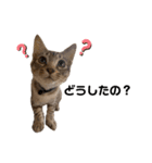 子猫のダンくん（個別スタンプ：10）