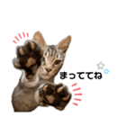 子猫のダンくん（個別スタンプ：11）