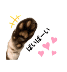 子猫のダンくん（個別スタンプ：12）