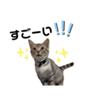 子猫のダンくん（個別スタンプ：13）